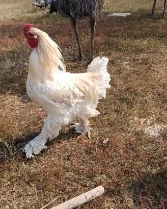 Gallo Brahma
