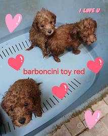Cuccioli barboncino toy/nano red e neri italiani