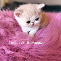 Exotic Shorthair