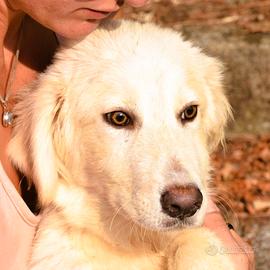 Balu', 6 mesi