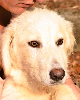 Balu', 6 mesi