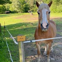 Cavalla Haflinger di 16 anni