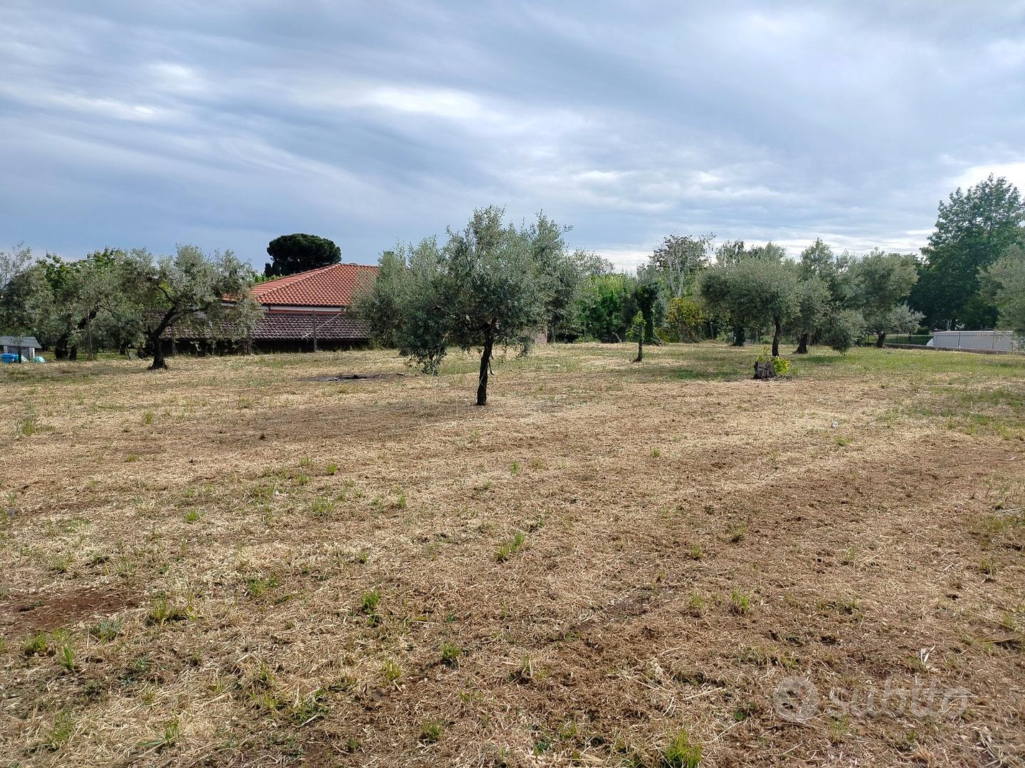 Terreno edificabile con uliveto. VELLETRI - Vista 5
