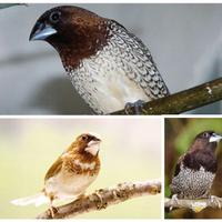 Passeri del Giappone