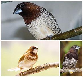 Passeri del Giappone