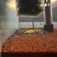 Caridine blue dreams gamberetti acquario tropicale