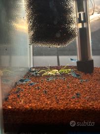 Caridine blue dreams gamberetti acquario tropicale