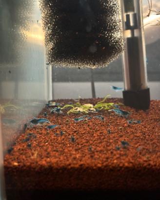 Caridine blue dreams gamberetti acquario tropicale