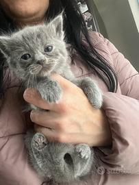 Scottish straight blu