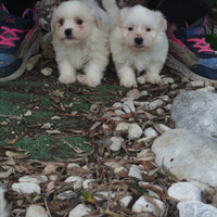 Maltese
