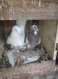 coppie di piccioni 