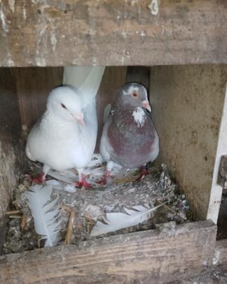 coppie di piccioni 