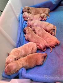 Cuccioli di Golden Retriever