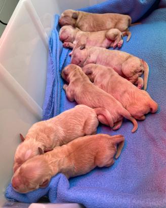 Cuccioli di Golden Retriever