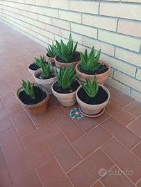 aloe in vaso di terracotta 