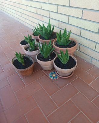 aloe in vaso di terracotta 