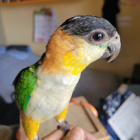 Coppia di caicco testa nera