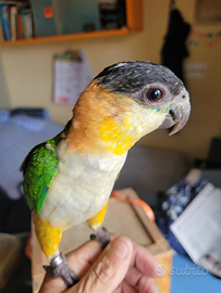 Coppia di caicco testa nera