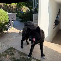 Akita americano maschio