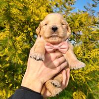 Golden retriever