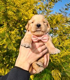 Golden retriever