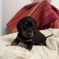 Bassotto nero focato m