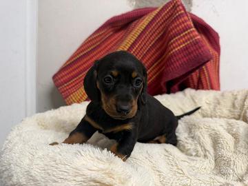 Bassotto nero focato m