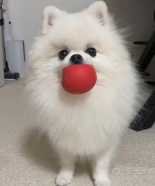 Spitz Pomerania femmina