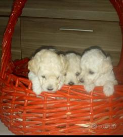 Cuccioli di barboncino bianchi Toy