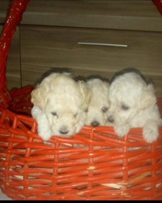 Cuccioli di barboncino bianchi Toy