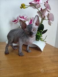 Femmina Total black sphynx