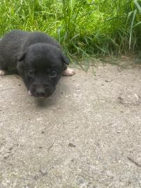 Border collie