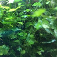 Pianta acquario Hydrocotyle Tripartita (Japan)