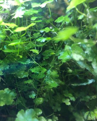 Pianta acquario Hydrocotyle Tripartita (Japan)
