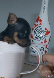 mini pincher 
