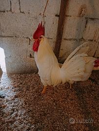 Gallo Livornese