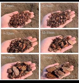 Corteccia di pino portoghese bark