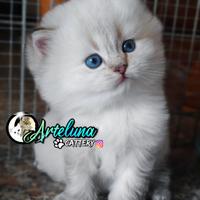 Gattini SCOTTISH / BRITISH con occhi azzurri