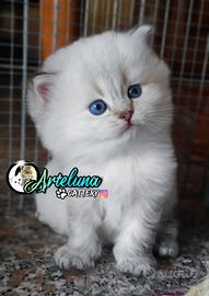 Gattini SCOTTISH / BRITISH con occhi azzurri