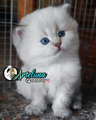 Gattini SCOTTISH / BRITISH con occhi azzurri