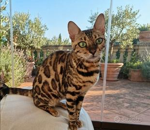 Splendida gattina Bengala con Pedigree