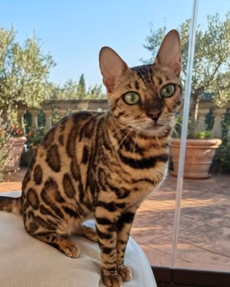 Splendida gattina Bengala con Pedigree