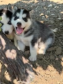 Cuccioli di siberin husky