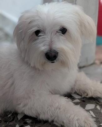 Maltese maschio per monta