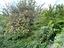 Immagine 26