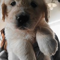 Cuccioli di Golden Retriever con Pedigree