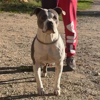 Adozione american Bully