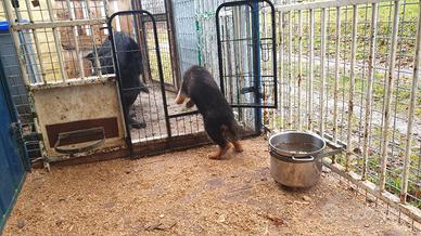 Ultime 2 cucciole di pastore tedesco