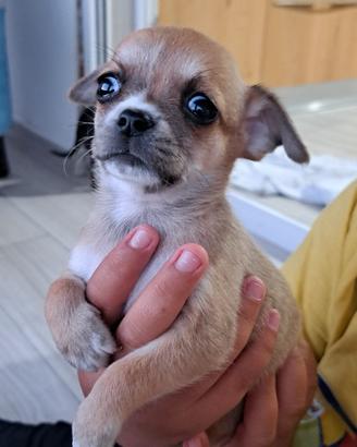 Chihuahua