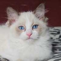 Stupendi cuccioli ragdoll con pedigree